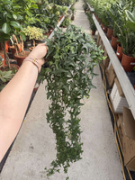 BLUSZ HEDERA HELIX SAGITTAEFOLIA LONG P13