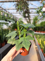 CISSUS QUADRANGULARIS P12