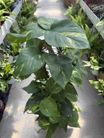 EPIPREMNUM AUREUM P24