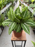 SPATHIPHYLLUM NEW P17