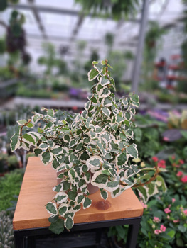 FICUS PUMILA BELLE SUNNY P12