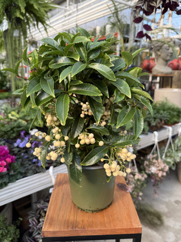 ARDISIA BIAŁA P14