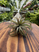TILLANDSIA IONANTHA P10