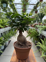 FICUS GINSENG P17