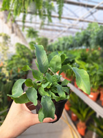 PAPROĆ PHLEBODIUM AUREUM BLUE STAR P9