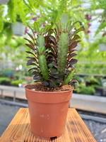 EUPHORBIA TRIGONA RUBRA P12
