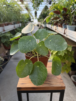 PILEA - PIENIĄŻEK SUGAR P13