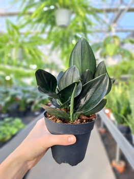 SCINDAPSUS TREBII DARK FORM P12
