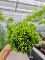 RHIPSALIS HATIORA P10