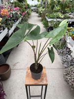ALOCASIA ZEBRINA P14