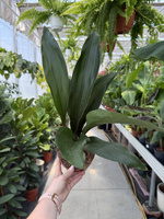 ASPIDISTRA ELIATOR P14