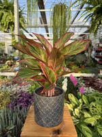 AGLAONEMA JUNGLE LAVA P12