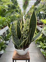 SANSEVIERIA FUTURA SUPERBA P22