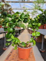 FICUS BOUCLE NA OBRĘCZY P11