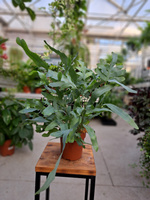 PAPROĆ PHLEBODIUM AUREUM BLUE STAR P14