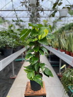 EPIPREMNUM AUREUM PAL P15  H50