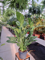 SPATHIPHYLLUM DIAMOND P17