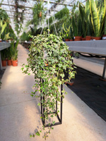 BLUSZCZ HEDERA HELIX EVE P24