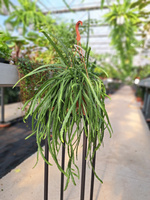 LEPISMIUM BOLIVIANUM P17