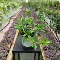 PEPEROMIA PALCZASTA P13