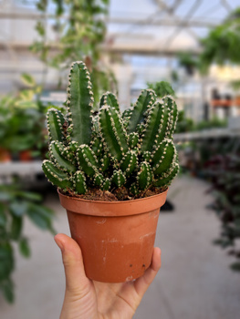 CEREUS PERUVIANUS FLORIDA P10