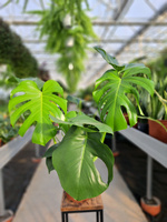 MONSTERA DELICIOSA P19