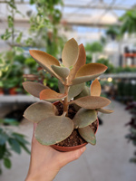 KALANCHOE ORGYALIS P12