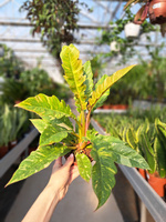 PHILODENDRON RING OF FIRE P12