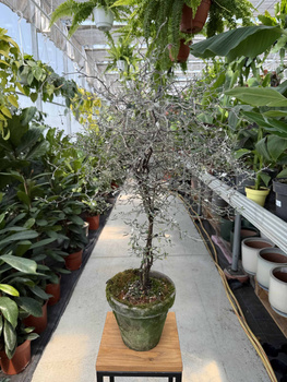 COROCIA COTONEASTER P18