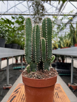 CEREUS PER. FLORIDA P12