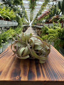 TILLANDSIA STREPTOPHYLLA P8