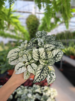 HYPOESTES BIAŁY - NIEDOŚPIAN P9