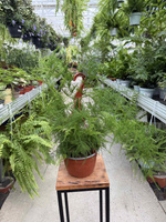 ASPARAGUS PLUMOSUS P17