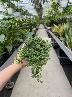 SENECIO ROWLEYA P10,5