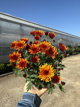 CHRYZANTEMA DROBNOKIATOWA POMARAŃCZOWA MINI P11