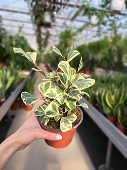 FICUS FIO00350 P12