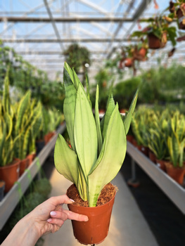 SANSEVIERIA MOONSHINE P14
