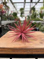 TILLANDSIA IONANTHA