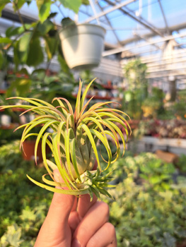 TILLANDSIA LONANTHA P8