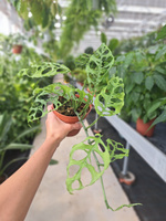 MONSTERA OBLIQUA PERU P12