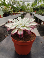 AEONIUM COPPER P10,5