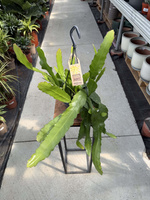 EPIPHYLLUM FRUHLINGSGOLD P14