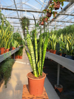 SANSEVIERIA ZEYLANICA P17