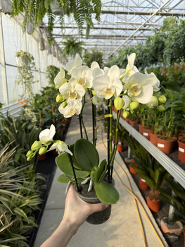 PHALENOPSIS MULTIFLORA TYPES STARRION P12