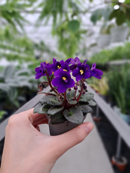 SAINTPAULIA P6 GRANATOWY 