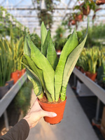 SANSEVIERIA MOONSHINE P12