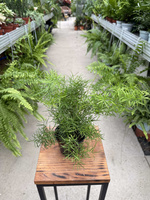 ASPARAGUS SPRENGERI P10