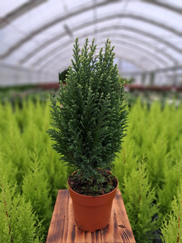 CYPRYSIK LAWSONA SNOW WHITE P13