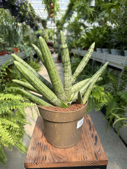 SANSEVIERIA BONCELLENSIS P14