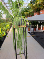RHIPSALIS PARADOXA P15